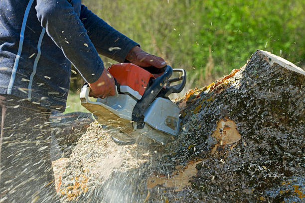 Best Professional Tree Care  in Ovid, MI